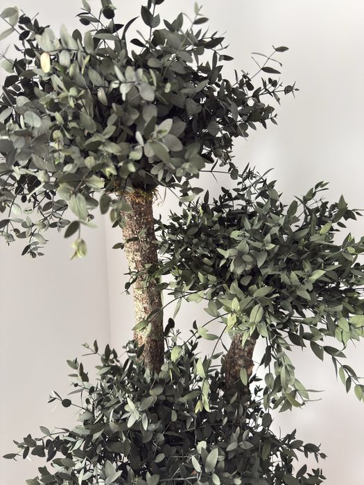 Copac natural stabilizat Parvifolia cu 5 sfere 165 cm