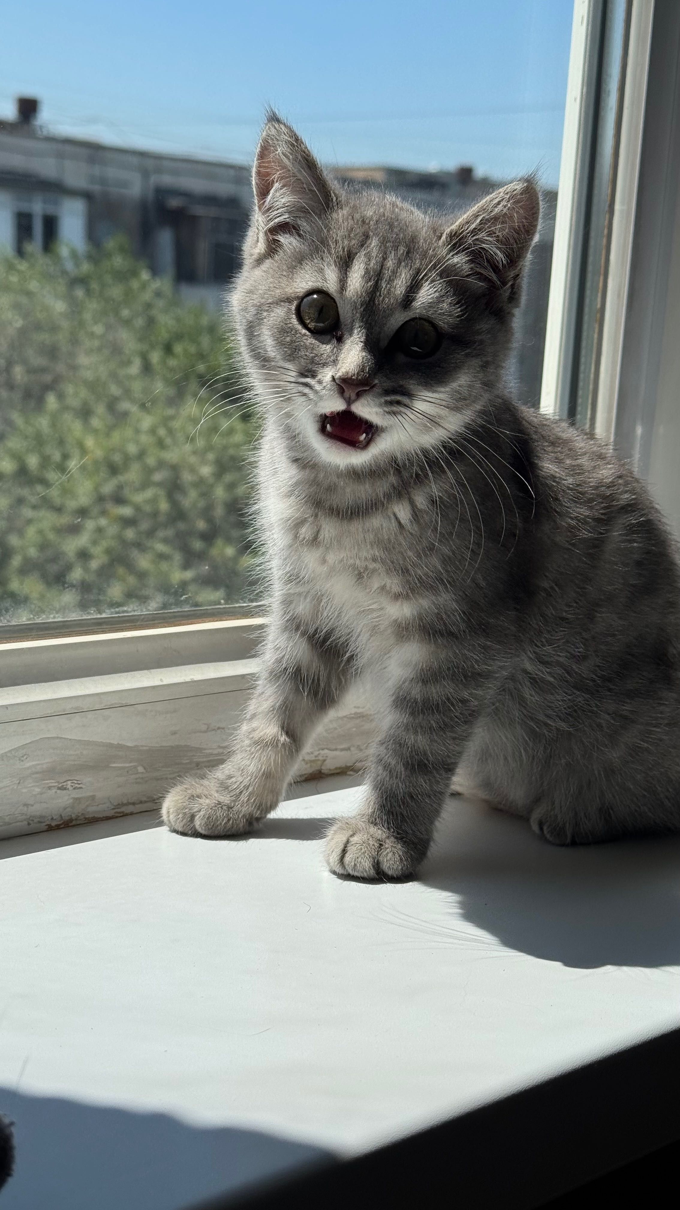 Котенок девочка 3мес