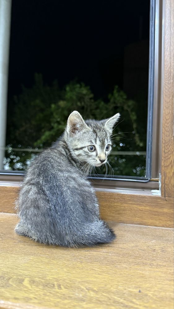 Мушукча. Котенок.
