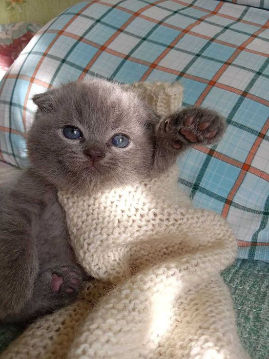 Котята Шотландской вислоухой
