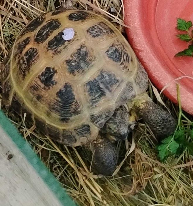 Продам черепашку сухопутную