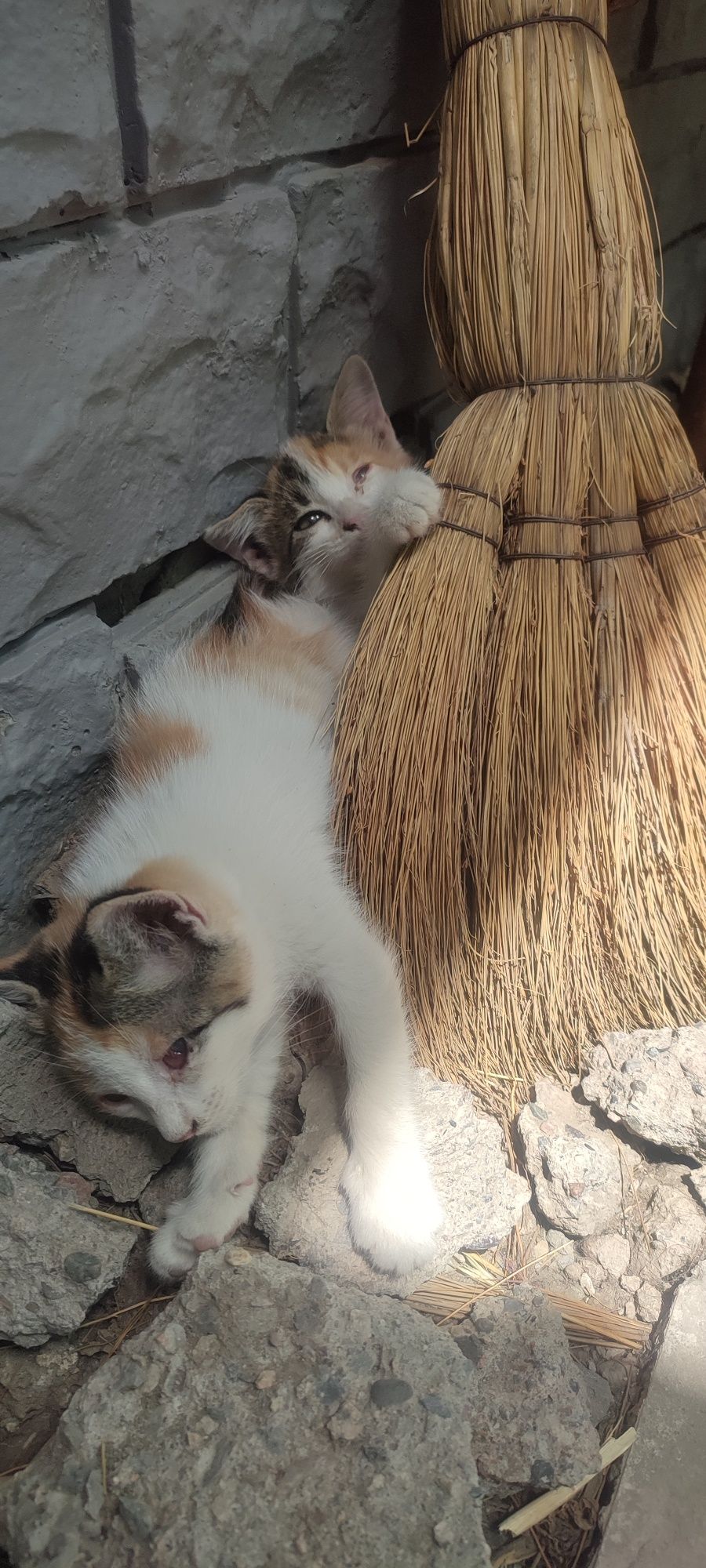 Отдам котят ,кто-то принес под дом,незнаеи куда их деть
