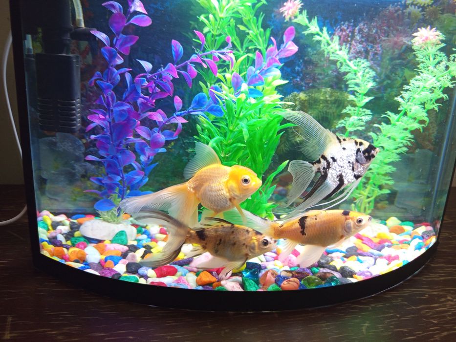 Аквариум 40 литров