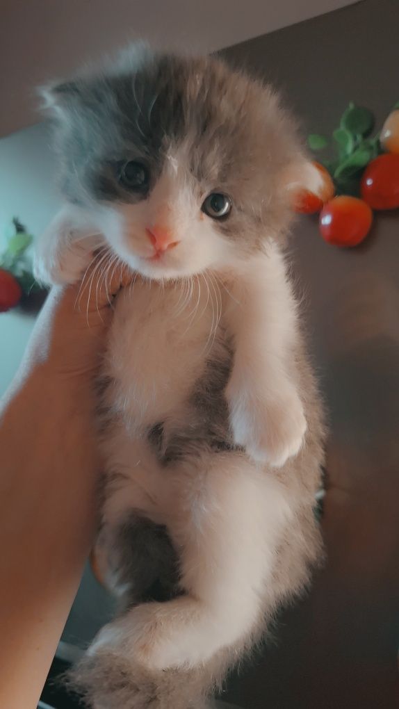 Котята на продажу