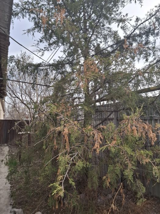 Продам можевельник на вырубку