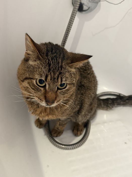 Ofer servicii de petsitting in zona Bucuresti-Ilfov