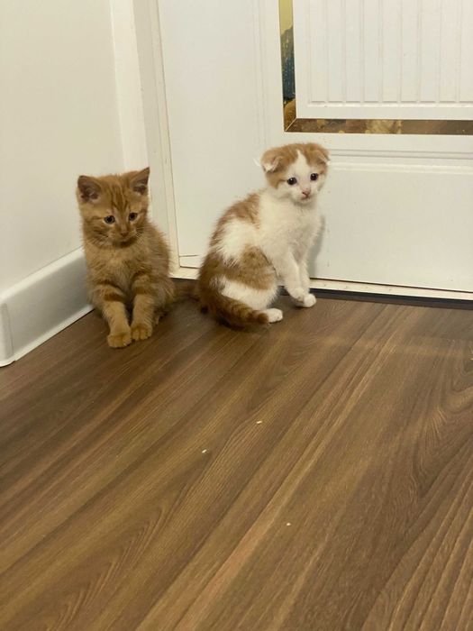 Шотландская вислоухая и прямоухая