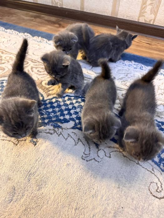 Scottish fold,strike