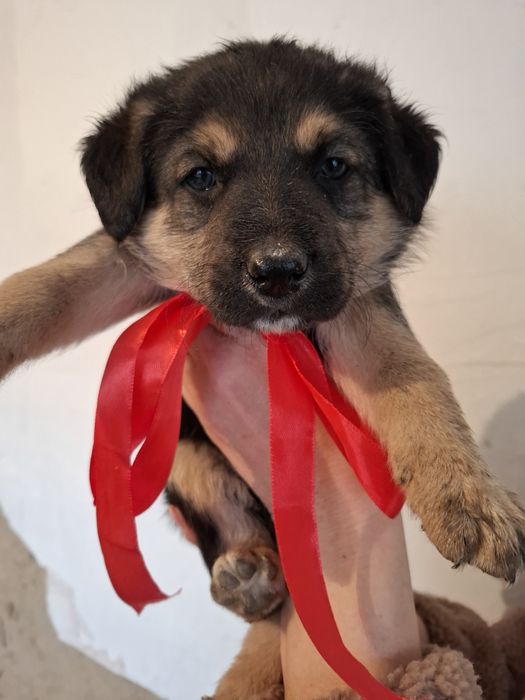 Щеночки девочки в поиске дома.