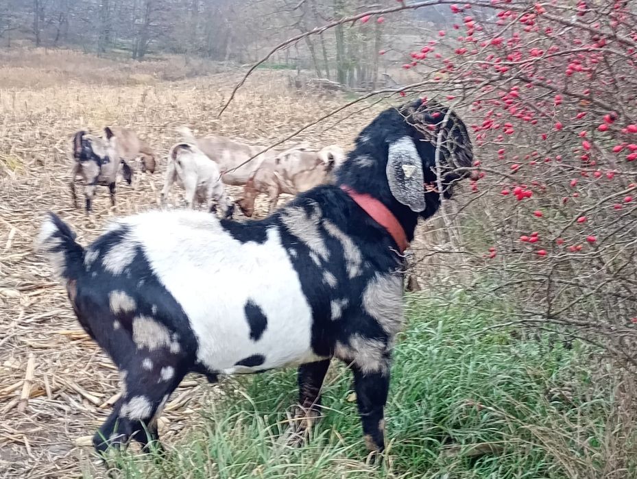 Vând țap anglonubian!