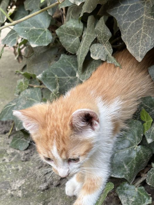 Ofer spre adoptie pisicute