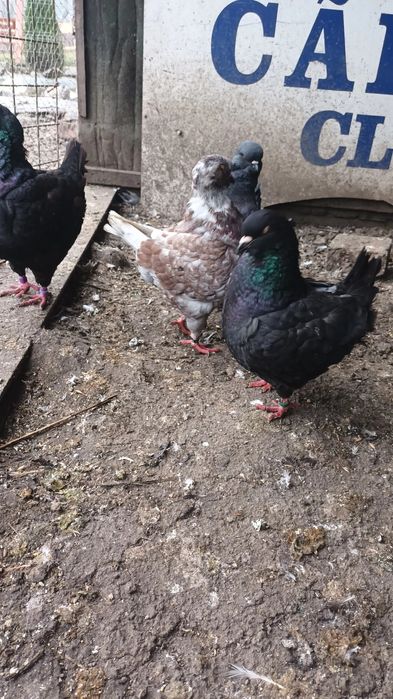 Kingi linie noua si pauni