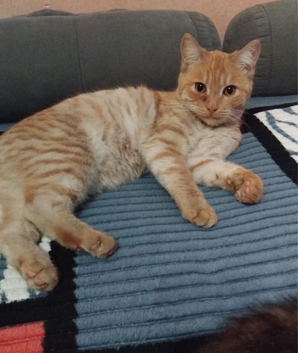 Отдам двух котят, рыжая и черно-белая, ласковые, домашние