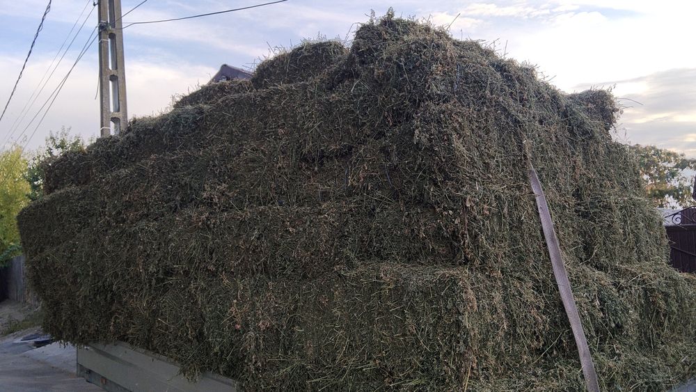 Baloti lucerna irigata 30/bucata