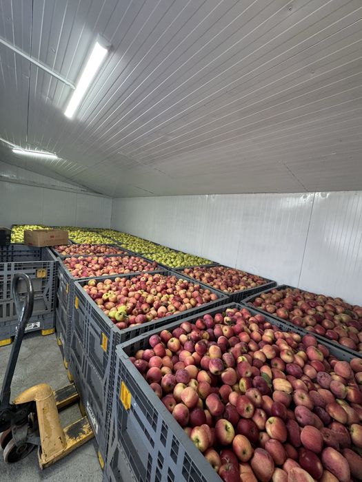 Mere(golden, florina, idaret)