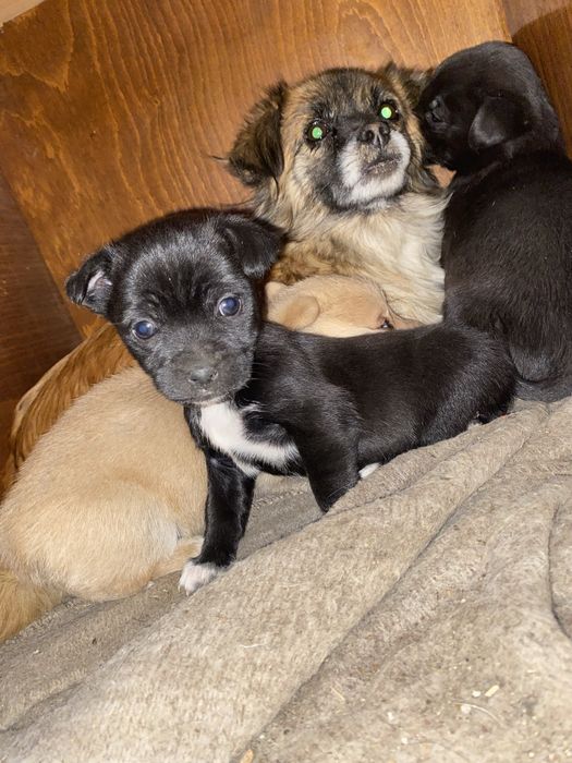 Cățelușe spre adopție