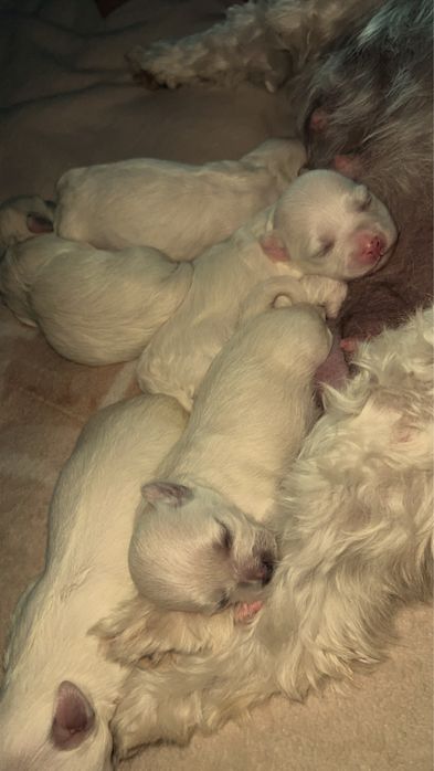 Pui bichon 3 fete 2 baieti