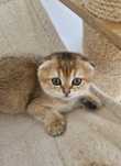 Vând pisici scottish fold