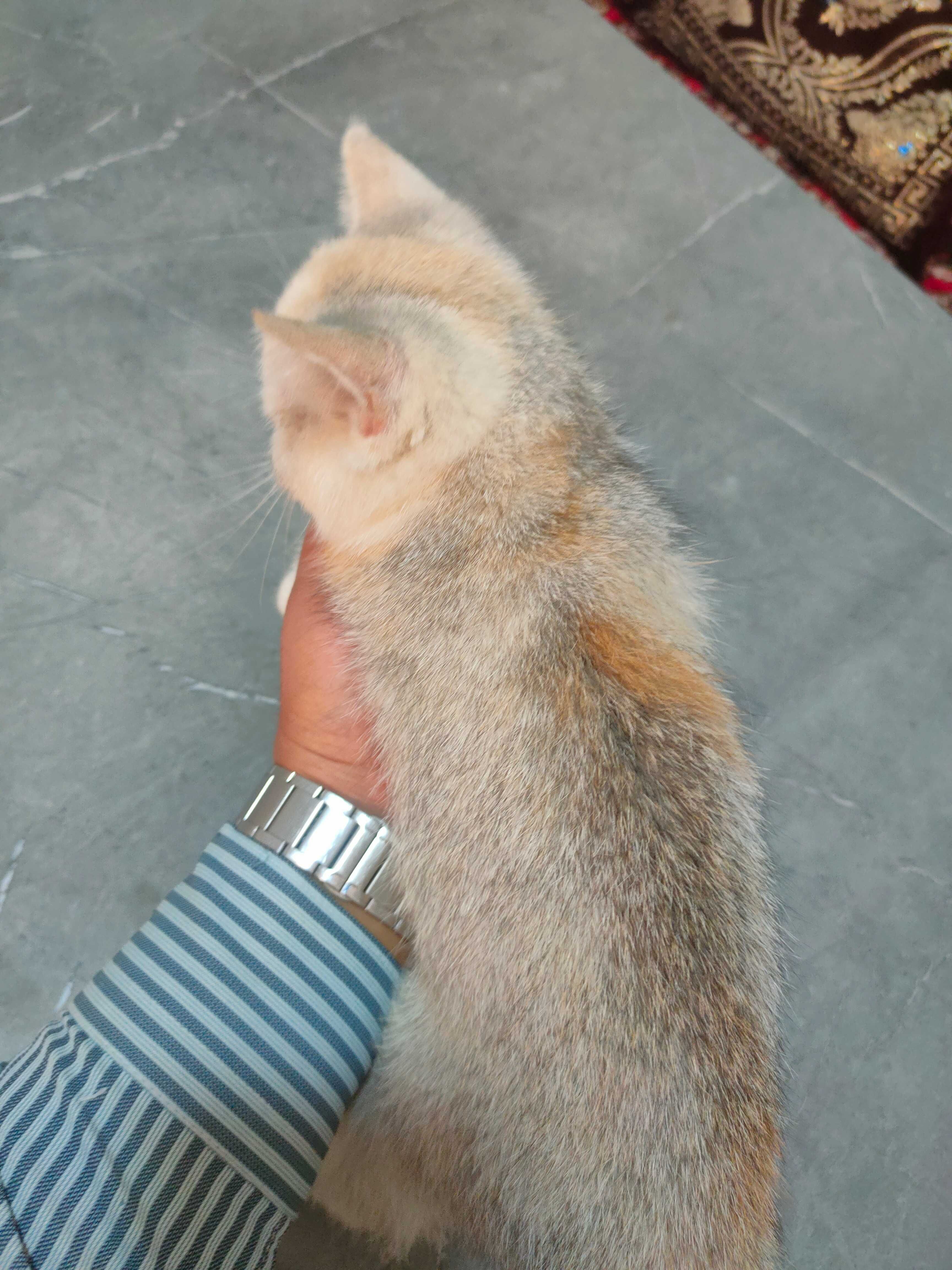 Skotish strayt 2 oylik