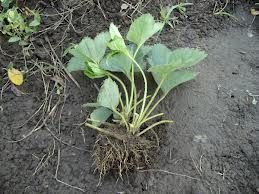 Oferta Butasi mur fara tepi Thornfree, Butasi zmeur fara tepi, capsuni