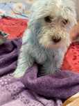Cățelușă bichon de 3 luni jumate
