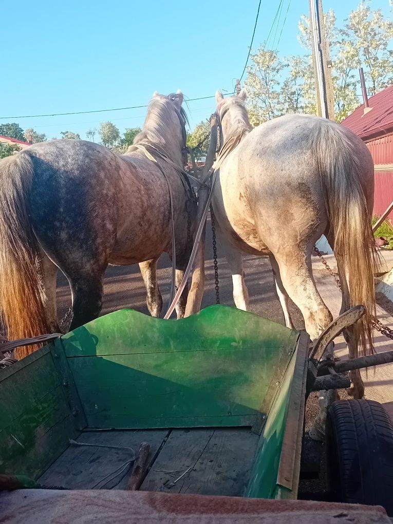 Vînd cal de 6 ani sau schinb pe o vacă bună de ținut