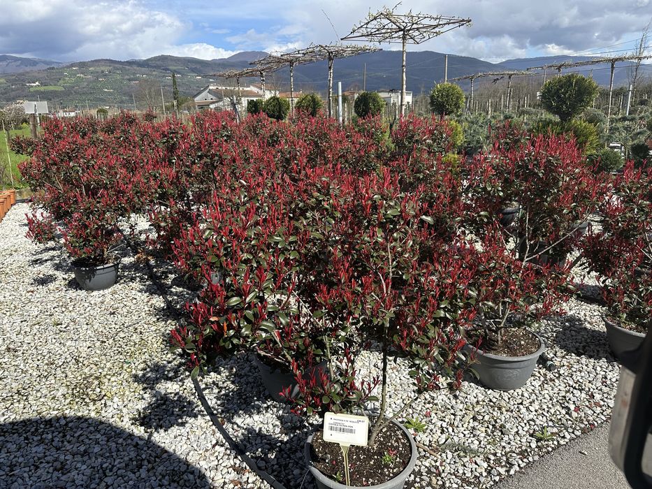 Cires japonez artari japonezi