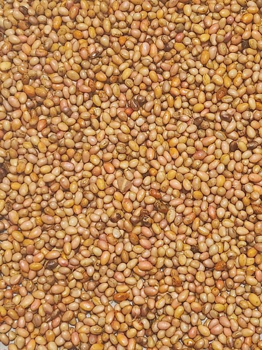 vindem seminte de lemn cainesc (ligustum vulgare) seminte de salba moa