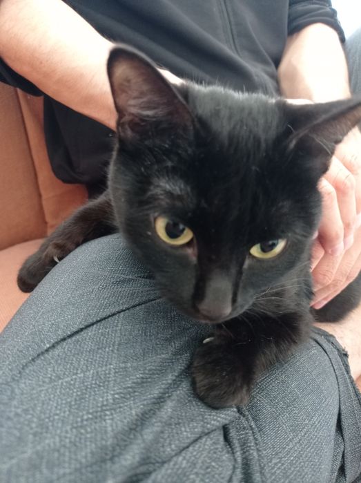 Отдам в хорошие руки кошку