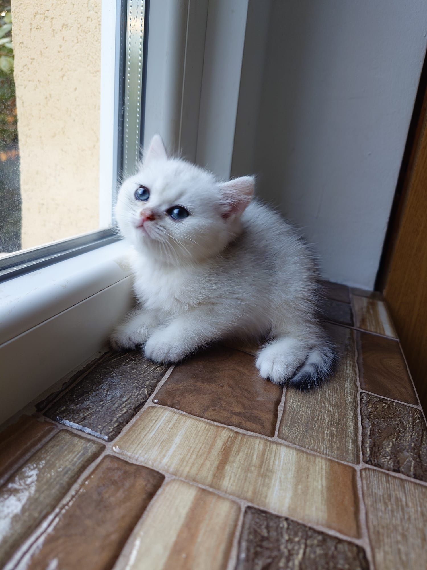 British shorthair cu pedigree golden si silver
