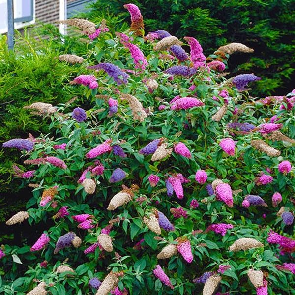 Liliac de vara Tricolor