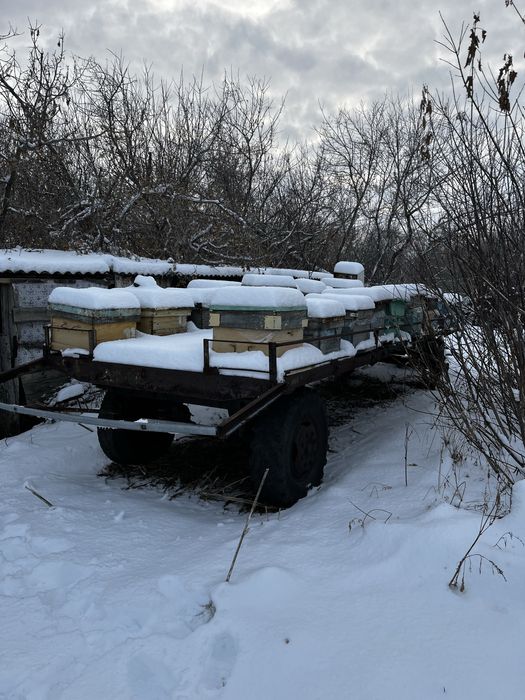 Пчелоплощадка(павильон)