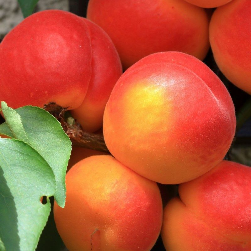 Cais (Soiul Orange Red  )