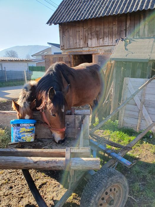 Vând iapa cu manza sau schimb  iapa are  4 ani manza 5 luni
