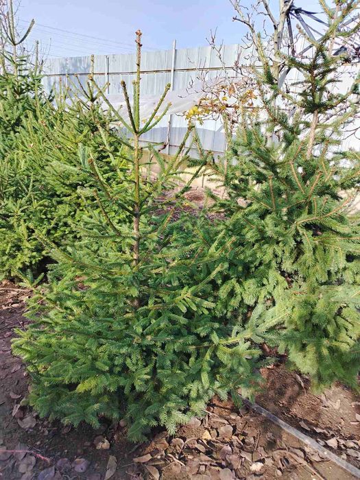 Коледни елхи от 1м до 2м