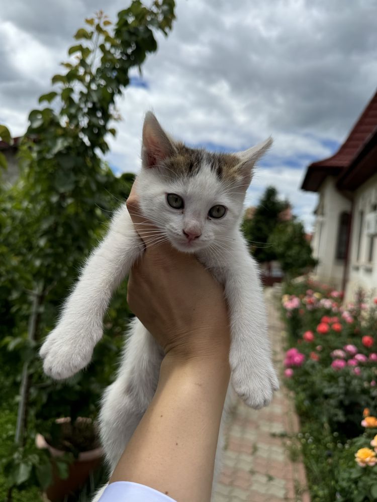 Pisicuti spre adoptie: isi cauta o noua casa 5 suflete frumoase!