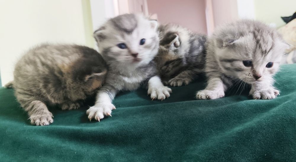 Продам Шотландский котят