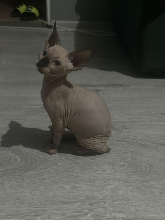 Pui Sphynx Baiat