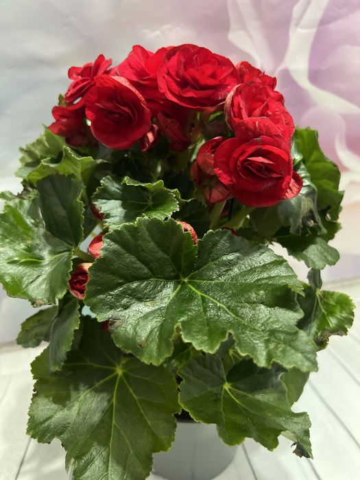 Продам черенки бегонии Элатиор