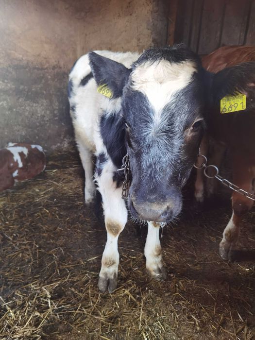 De vanzare vitea belga 190kg