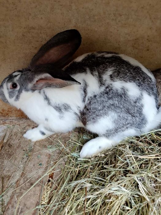 Продавам зайци и заешко месо