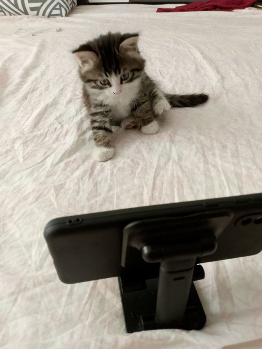 Мушук 5 ойлик 300 минг