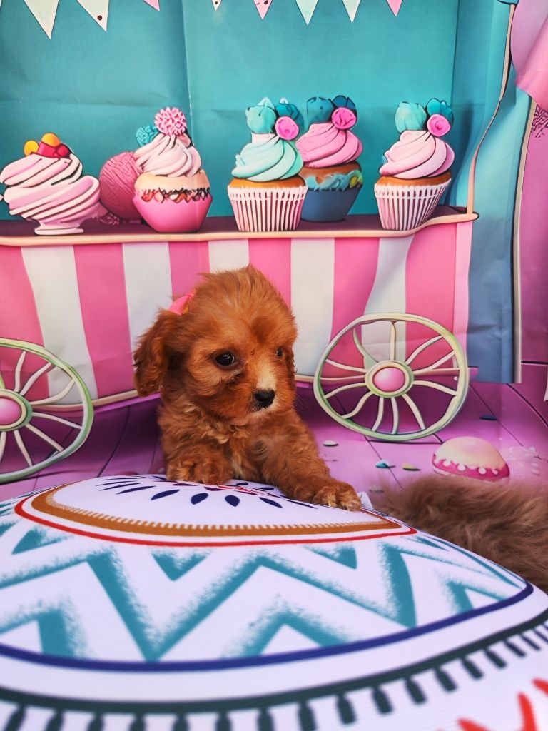 Той Кавапу- Cavapoo/ Той пудел и Кавалер Кинг Чарлз шпаньол