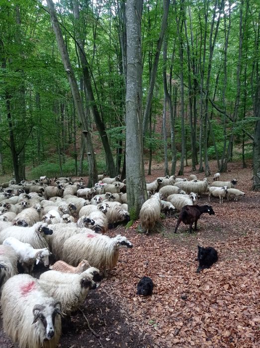 Vând 60 oi dau și pe alese