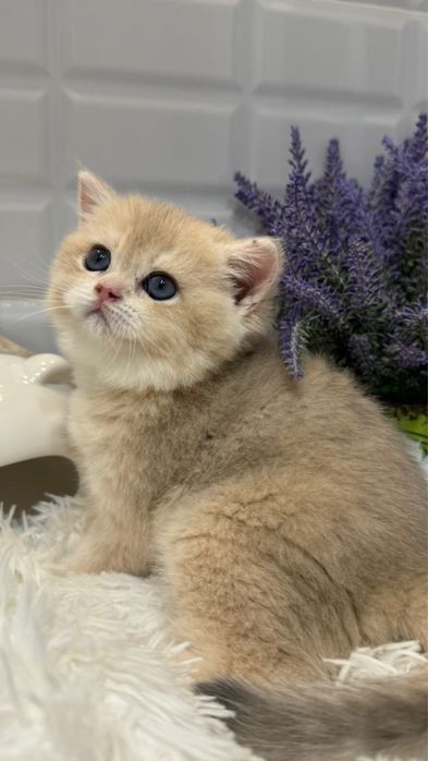 Британская коргткошорсиная голубая шиншиллы