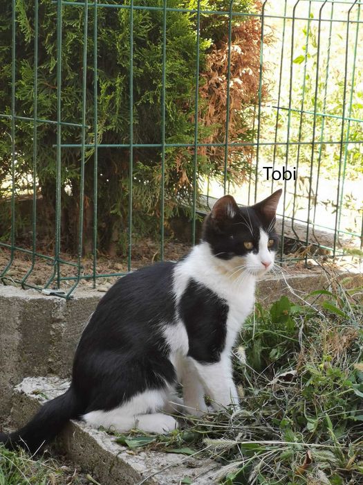 Donez pui pisica in Arges, Adoptie pisici Arges