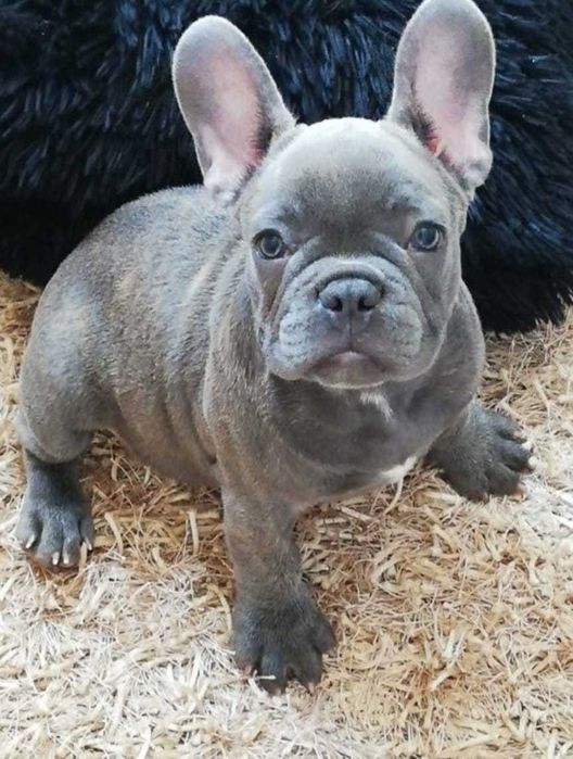 Mascul bulldog francez blue