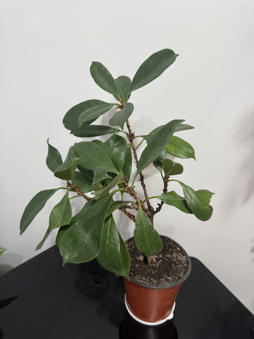 Продам комнатные уветы