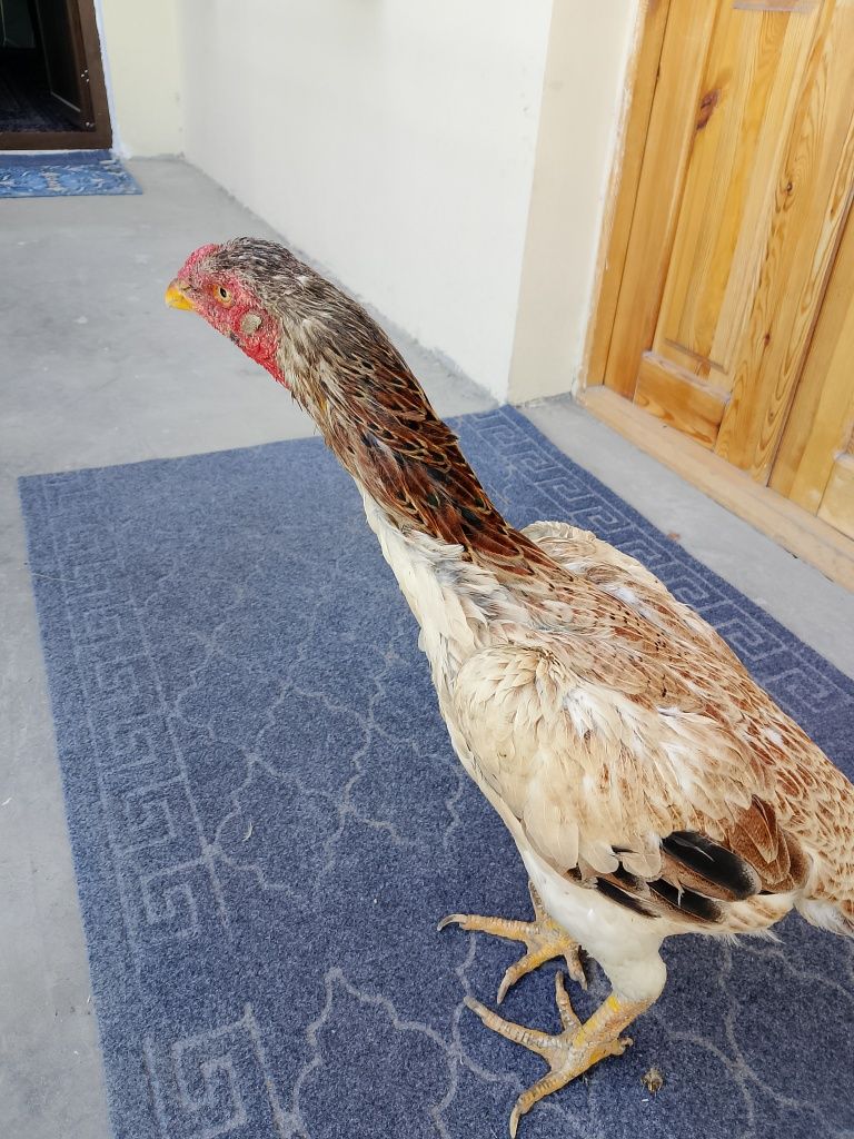 Dakan makiyon irik soglom