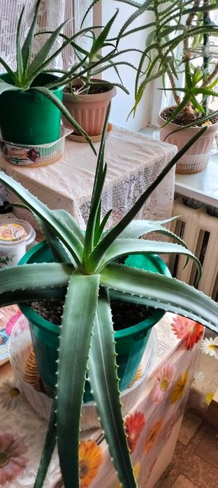 Алоэ продам, поделюсь